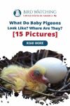 What Do Baby Pigeons Look Like? Where Are They? [15 Pictures] Thumbnail