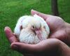 baby pigeon in human hand