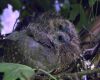 baby pigeons in nest