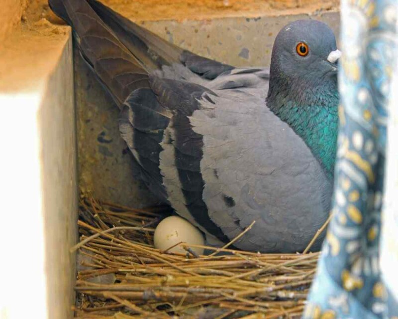 What Do Baby Pigeons Look Like? Where Are They? [15 Pictures]