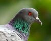pigeon eyes