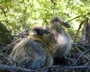 pigeon nestlings