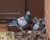 young pigeons in nest