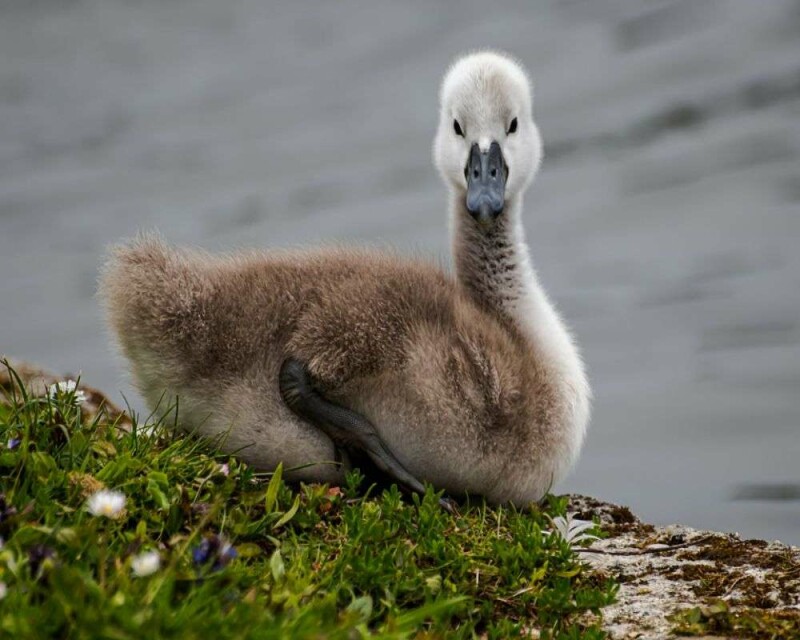 What Do Baby Swans Look Like? & 12 Amazing FAQs!