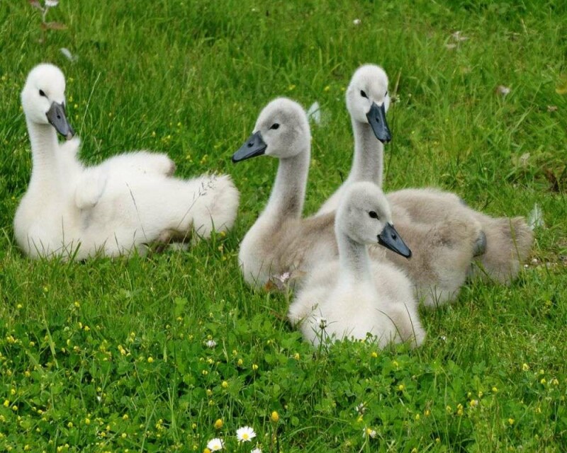 What Do Baby Swans Look Like? & 12 Amazing FAQs!