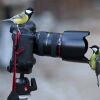 backyard bird photography