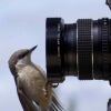 bird photography