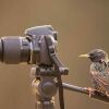 camera and bird
