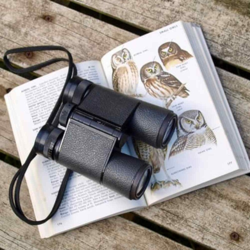 Backyard Bird Watching Essential Gear for Beginners Fantastic