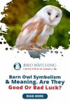 Barn Owl Symbolism & Meaning. Are They Good or Bad Luck? Thumbnail