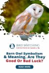 Barn Owl Symbolism & Meaning. Are They Good or Bad Luck? Thumbnail
