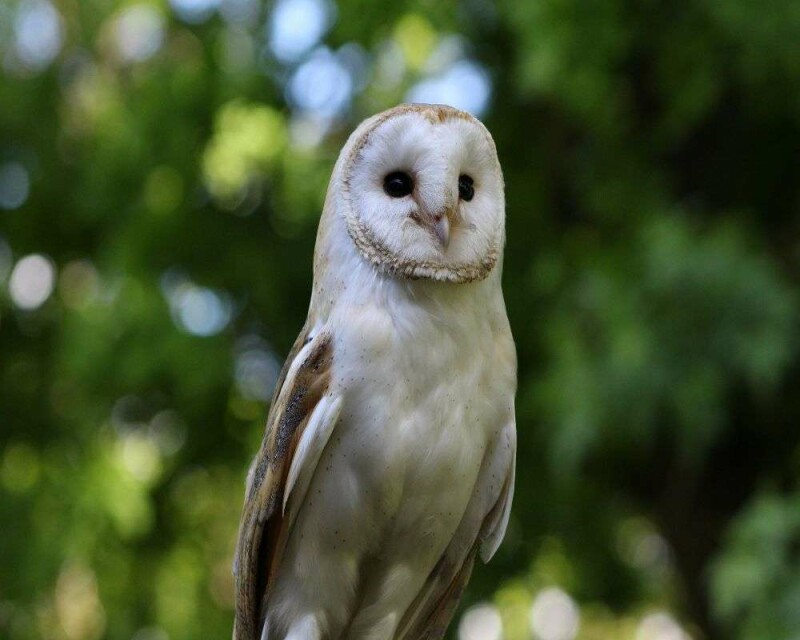 Barn Owl Symbolism & Meaning. Are They Good or Bad Luck?
