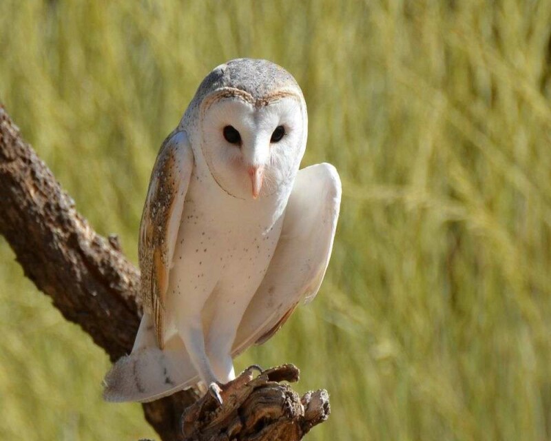 Barn Owl Symbolism & Meaning. Are They Good or Bad Luck?