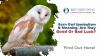 Barn Owl Symbolism & Meaning. Are They Good or Bad Luck? Thumbnail