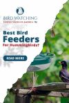 Best Bird Feeders for Hummingbirds: The 13 Top Rated Feeders Thumbnail