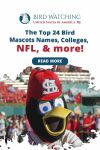 Top 24 Bird Mascots: Names, Colleges, NFL & More! Thumbnail