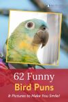 62 Funny Bird Puns & Pictures to Make You Smile! Thumbnail