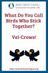 What Do You Call Birds Who Stick Together? Vel-Crows- an image of a bird pun