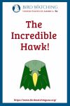 The Incredible Hawk- an image of a bird pun