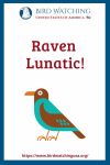 Raven Lunatic- an image of a bird pun