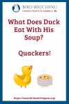 What Does Duck Eat With His Soup? Quackers.- an image of a bird pun