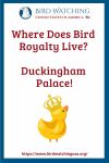 Where Does Bird Royalty Live? Duckingham Palace.- an image of a bird pun