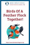 Birds Of A Feather Flock Together- an image of a bird pun