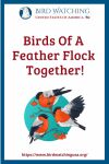 Birds Of A Feather Flock Together- an image of a bird pun