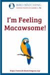 I’m Feeling Macawsome- an image of a bird pun