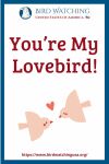 You’re My Lovebird!- an image of a bird pun