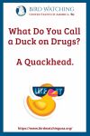What Do You Call a Duck on Drugs? A Quackhead.- an image of a bird pun