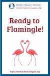 Ready to Flamingle- an image of a bird pun