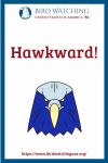 Hawkward- an image of a bird pun