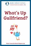 What’s Up Gullfriend?- an image of a bird pun