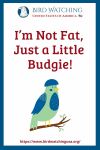 I’m Not Fat, Just a Little Budgie!- an image of a bird pun