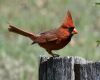 a male cardinal