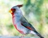 a pyrrhuloxia bird