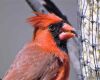 a male cardinal up close