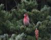 a house finch bird