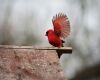 a male cardinal outdoors