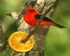 a scarlet tanager bird