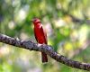 a summer tanager bird