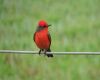 a vermillion flycatcher bird