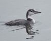 common loon swimming