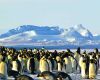 a flock of penguins