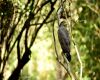 hawk sitting on a branch