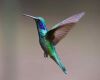 hummingbird flying