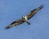 osprey flying