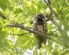 an owl is sitting on a branch