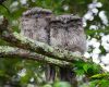 two owls sitting on a branch